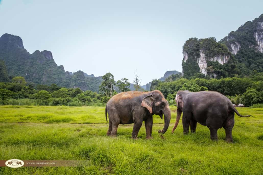 Pairing Beach Resorts with an Elephant Hills Safari 5 Pairing Beach Resorts with an Elephant Hills Safari 3