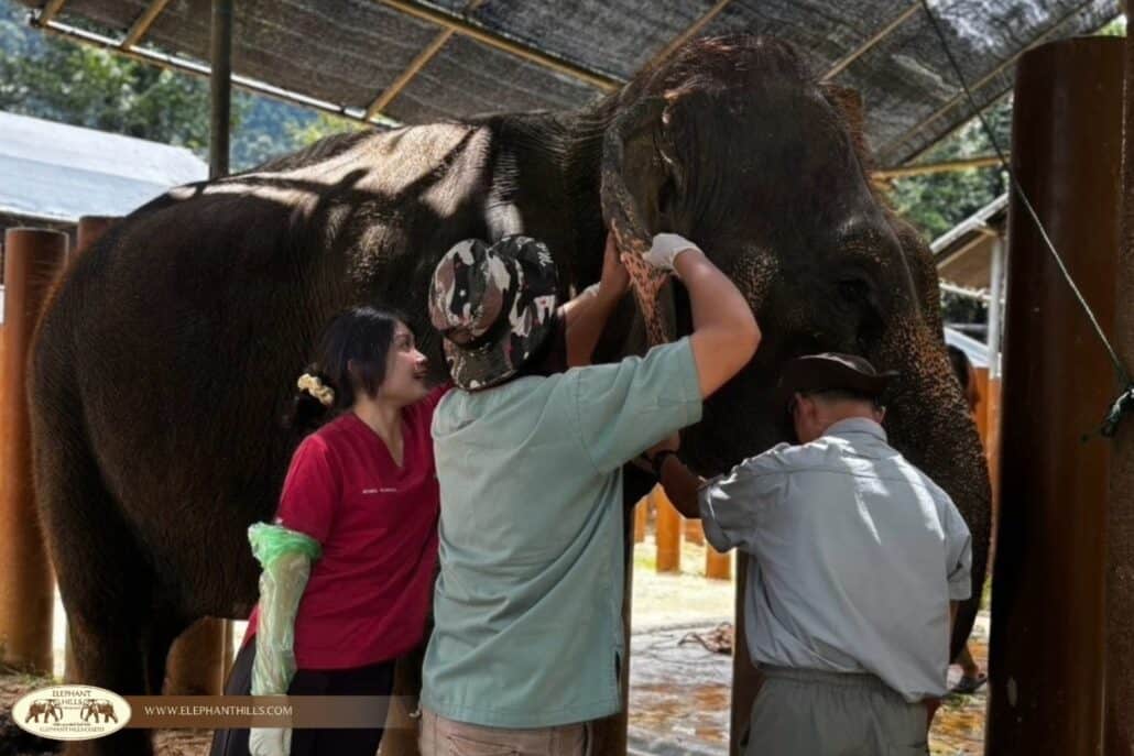Elephant Hills Welcomes Future Veterinarians from Walailak University 1 Elephant Hills Welcomes Future Veterinarians from Walailak University 1