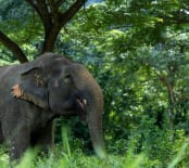 Elephant Hills Best Tour